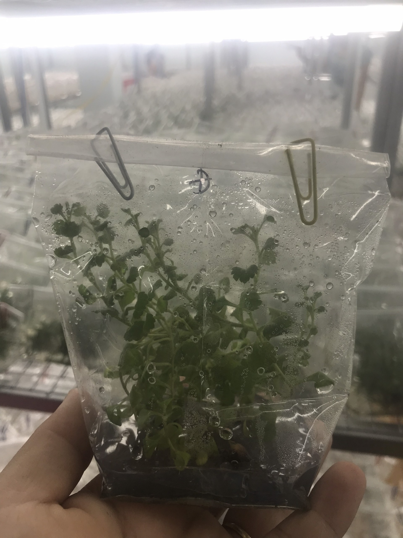 Cây giống cấy mô - Hoa