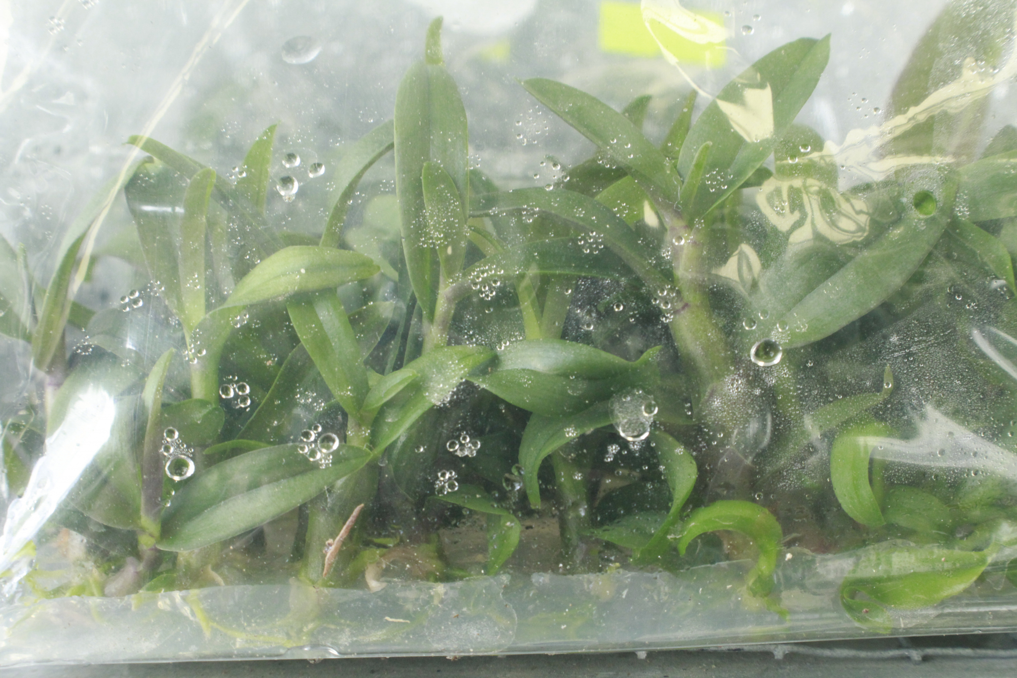 Cây giống cấy mô - Hoa Lan