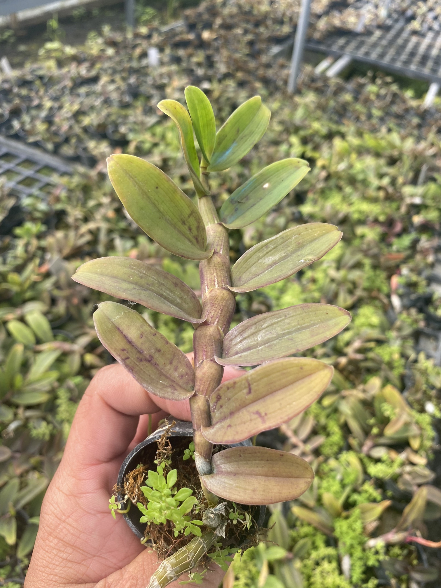 Cây giống cấy mô - Hoa Lan