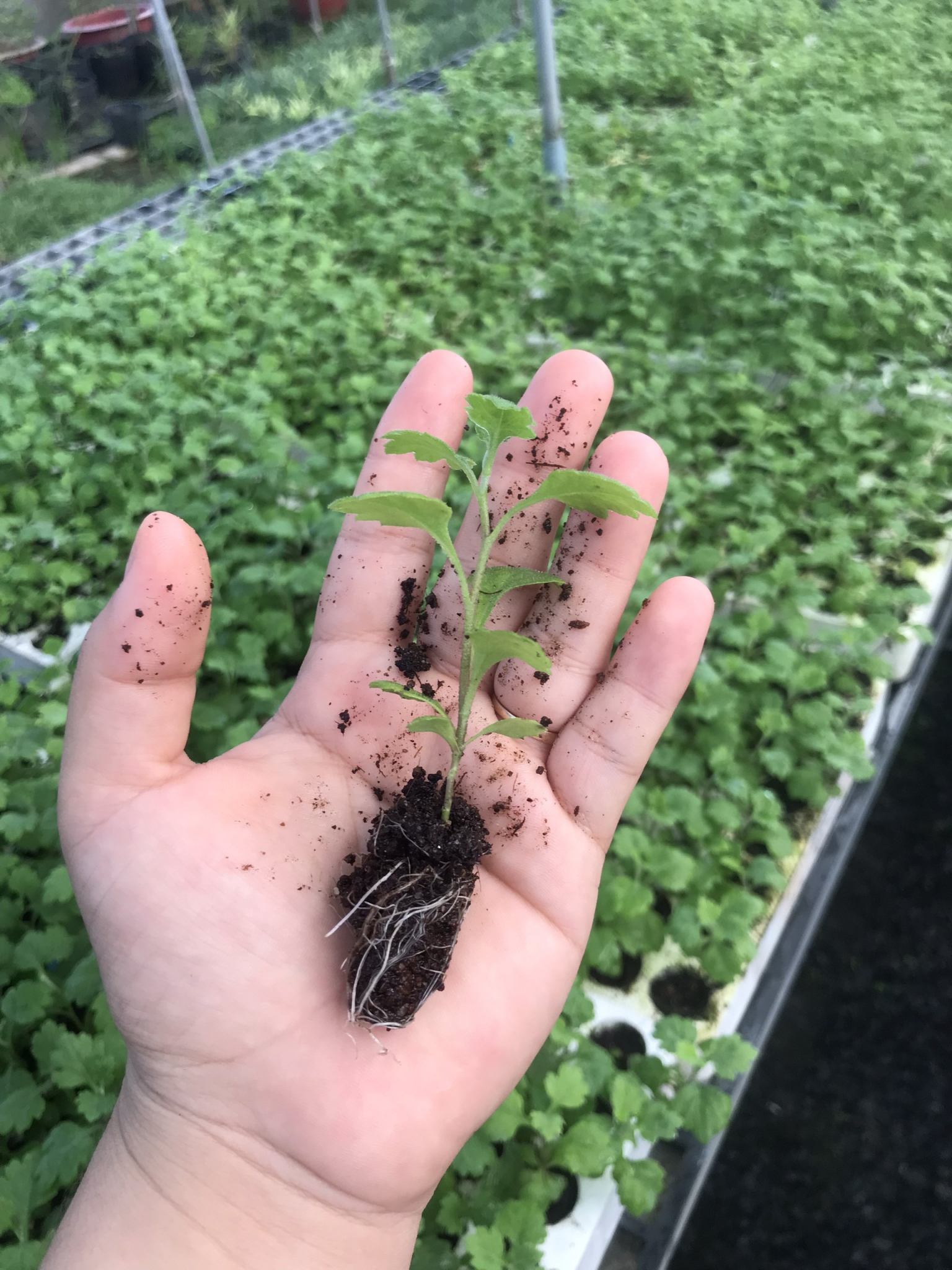 Cây giống cấy mô - Hoa