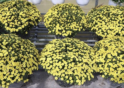 Cây giống cấy mô - Cúc Mâm Xôi