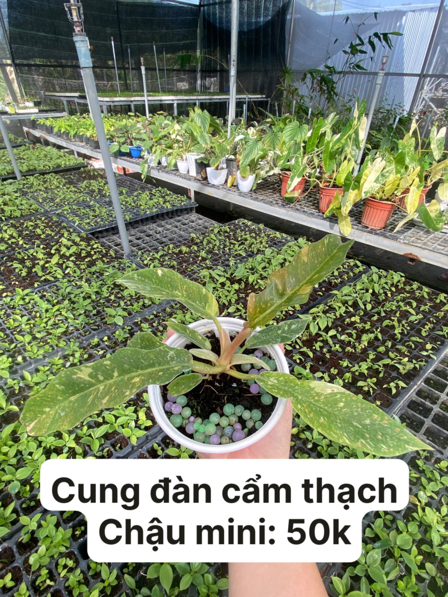 Cây giống cấy mô - Cung đàn Cẩm Thạch