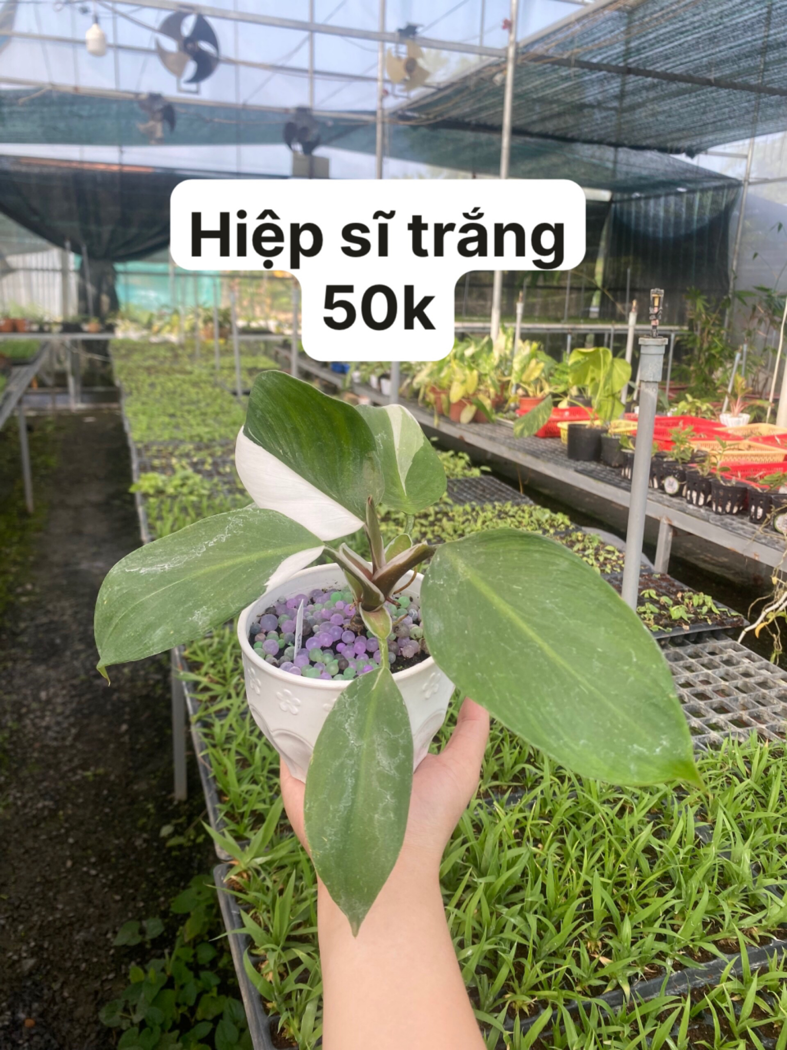 Cây giống cấy mô - Hiệp Sĩ Trắng