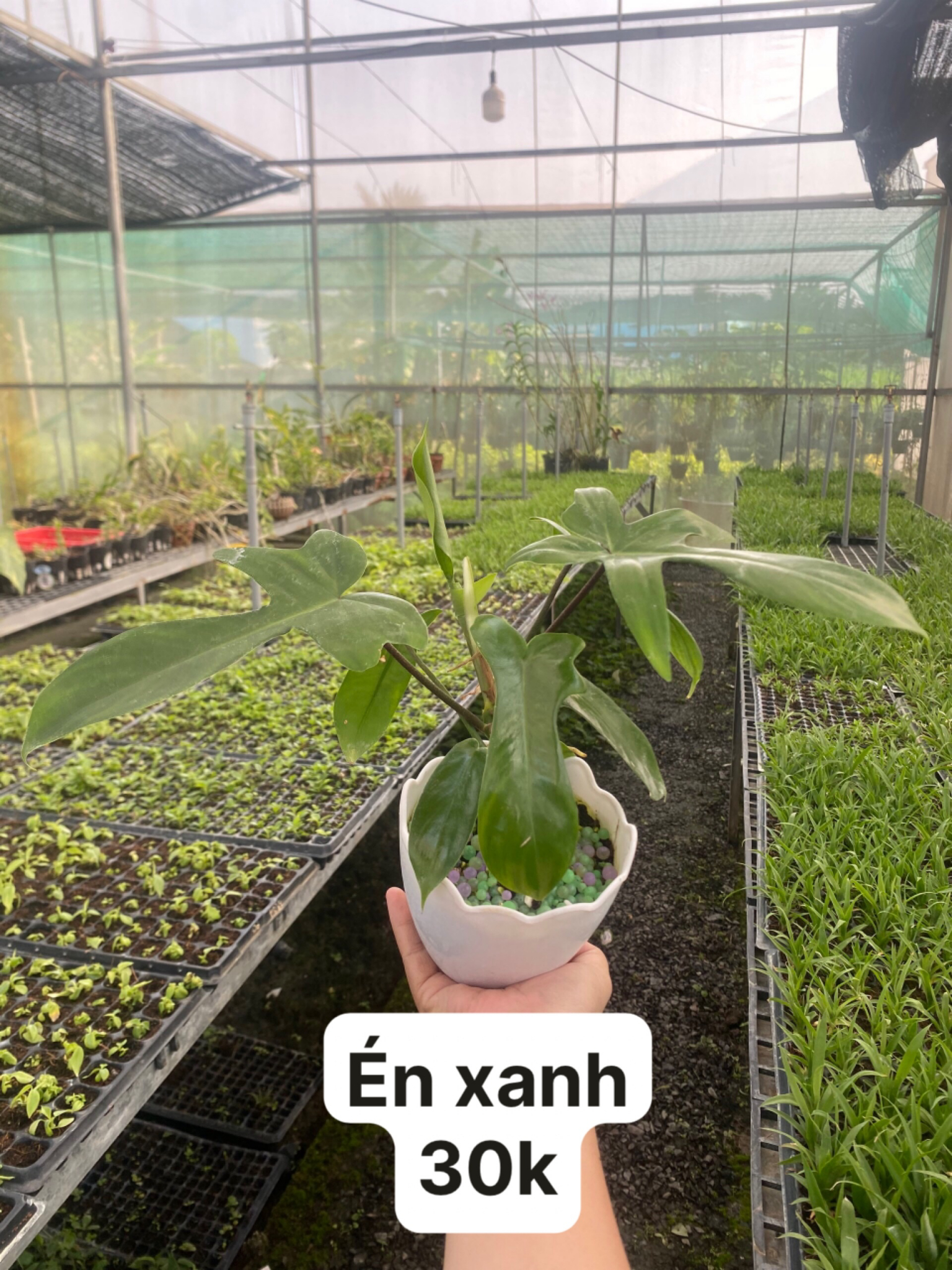 Cây giống cấy mô - Én Xanh