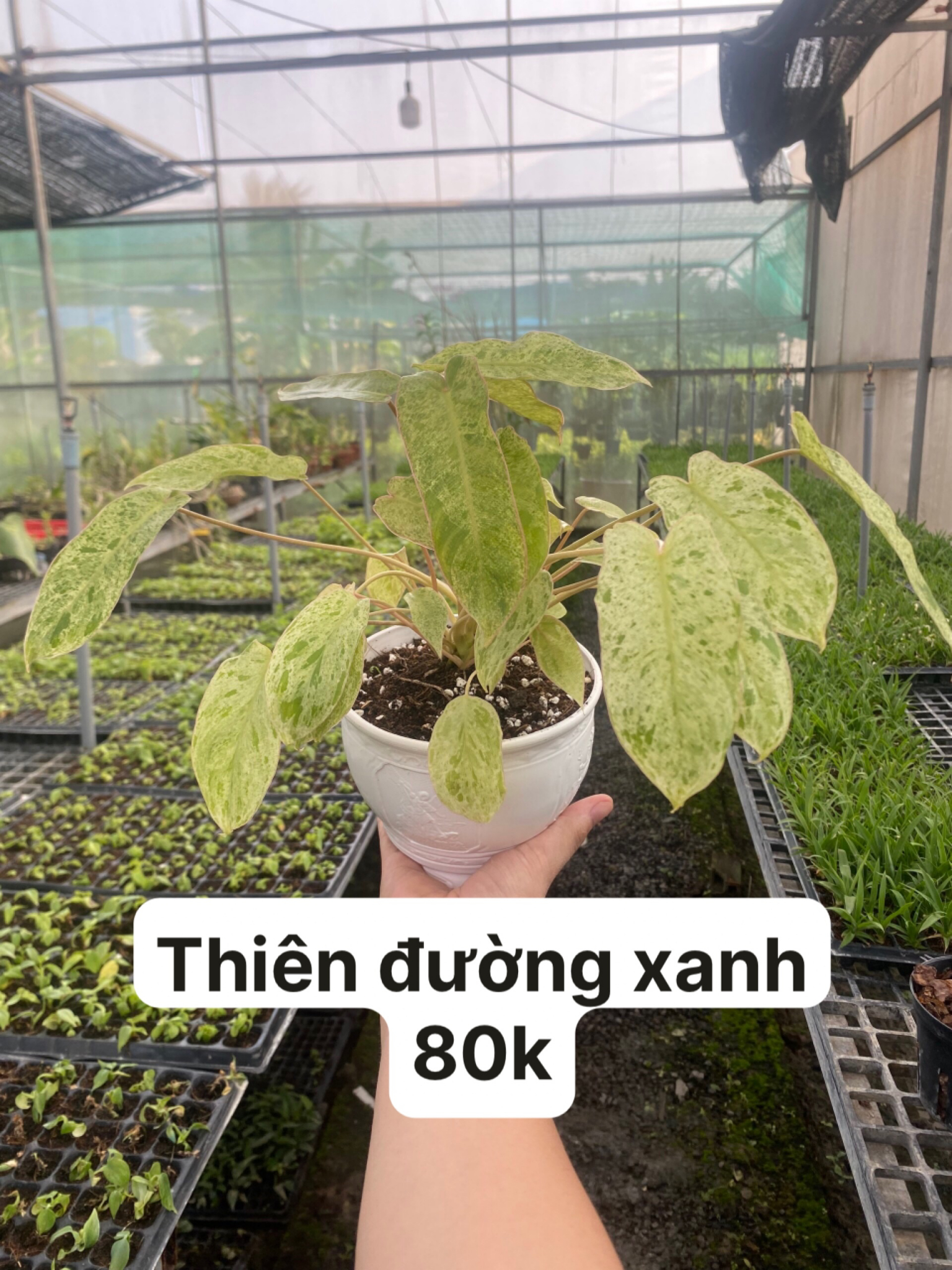 Cây giống cấy mô - Thiên Đường Xanh
