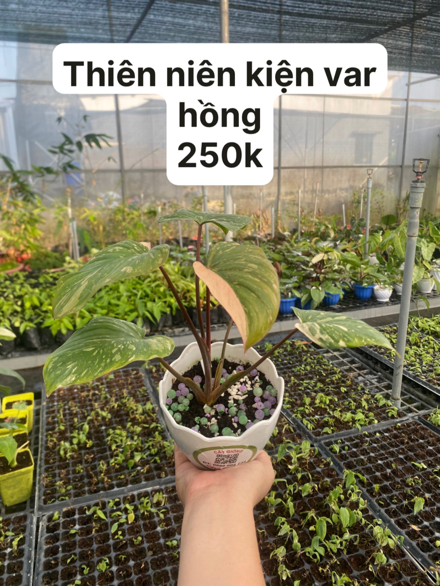 Cây giống cấy mô - Thiên niên kiện var hồng