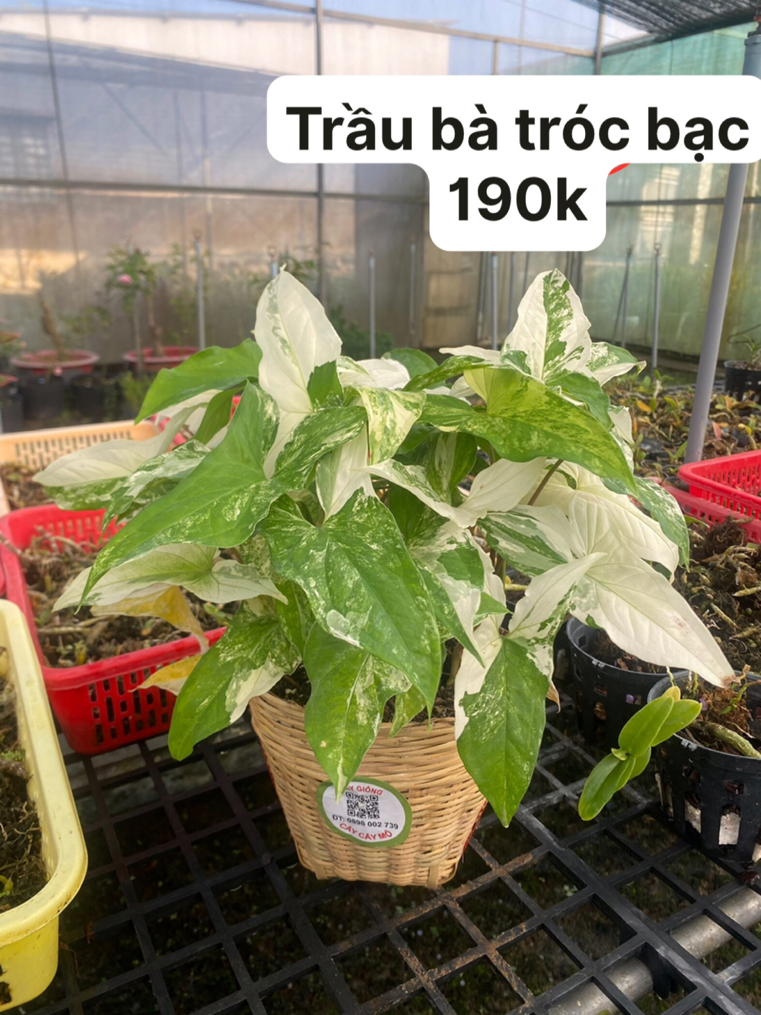 Cây giống cấy mô - Trầu Bà Tróc Bạc