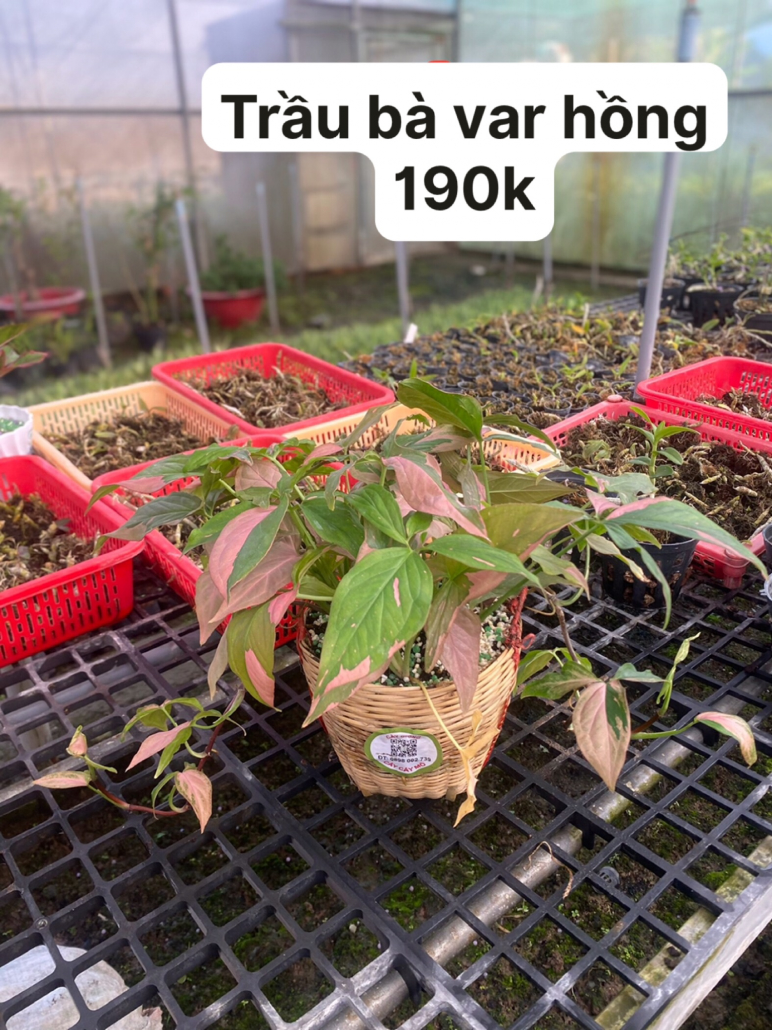 Cây giống cấy mô - Trầu Bà var hồng