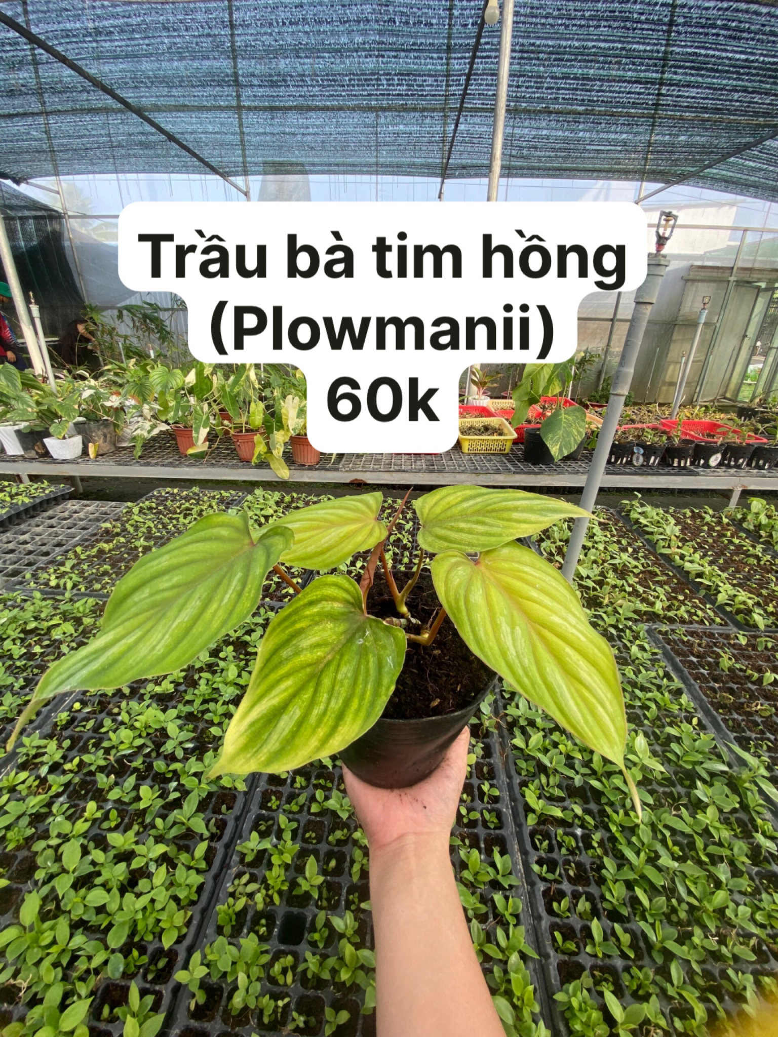 Cây giống cấy mô - Trầu Bà Tim Hồng