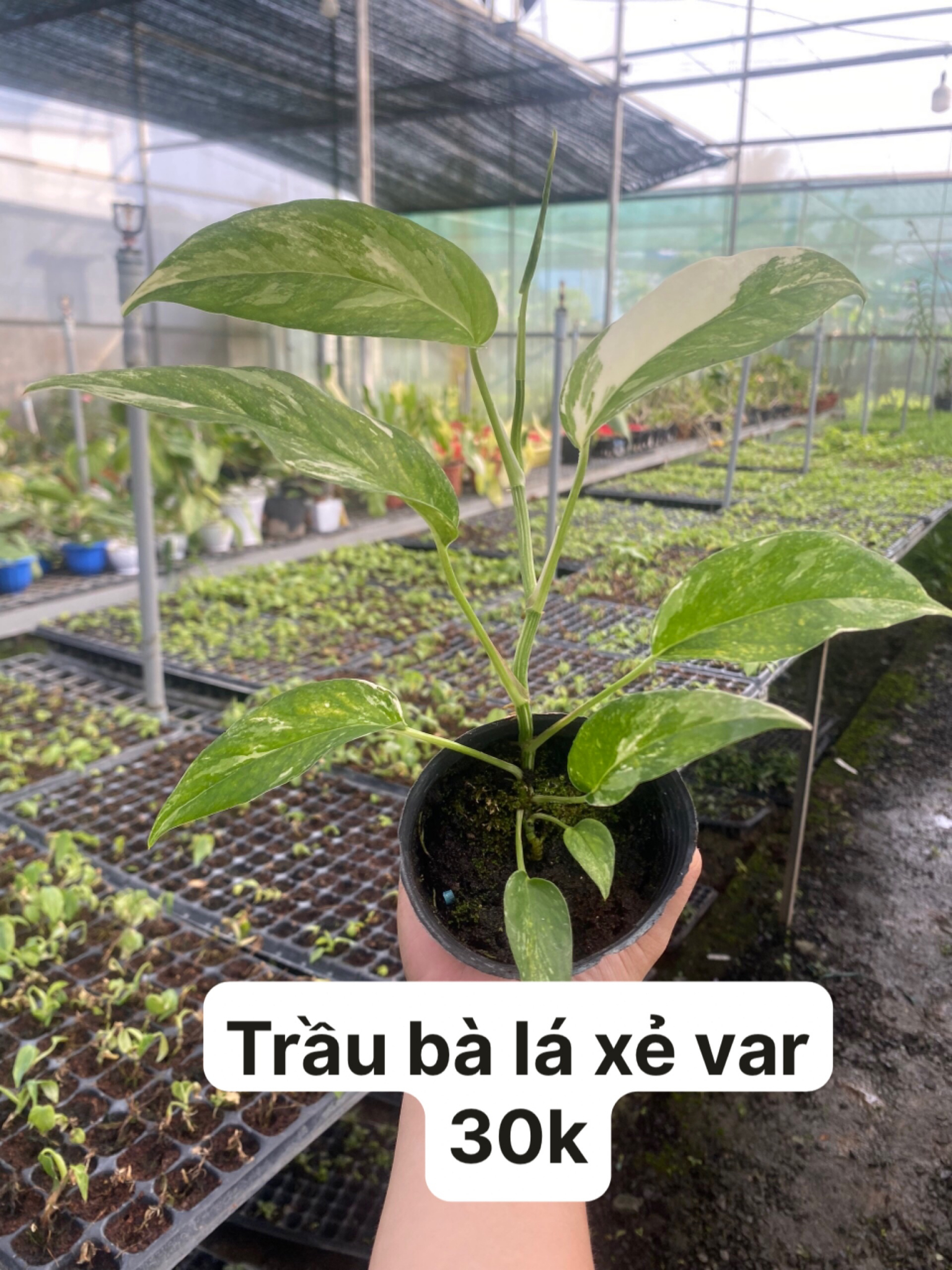 Cây giống cấy mô - Trầu Bà Lá Xẻ var