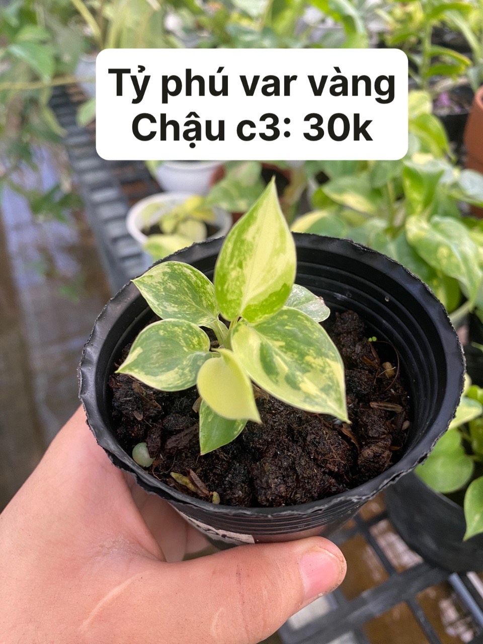 Cây giống cấy mô - Tỷ Phú var vàng