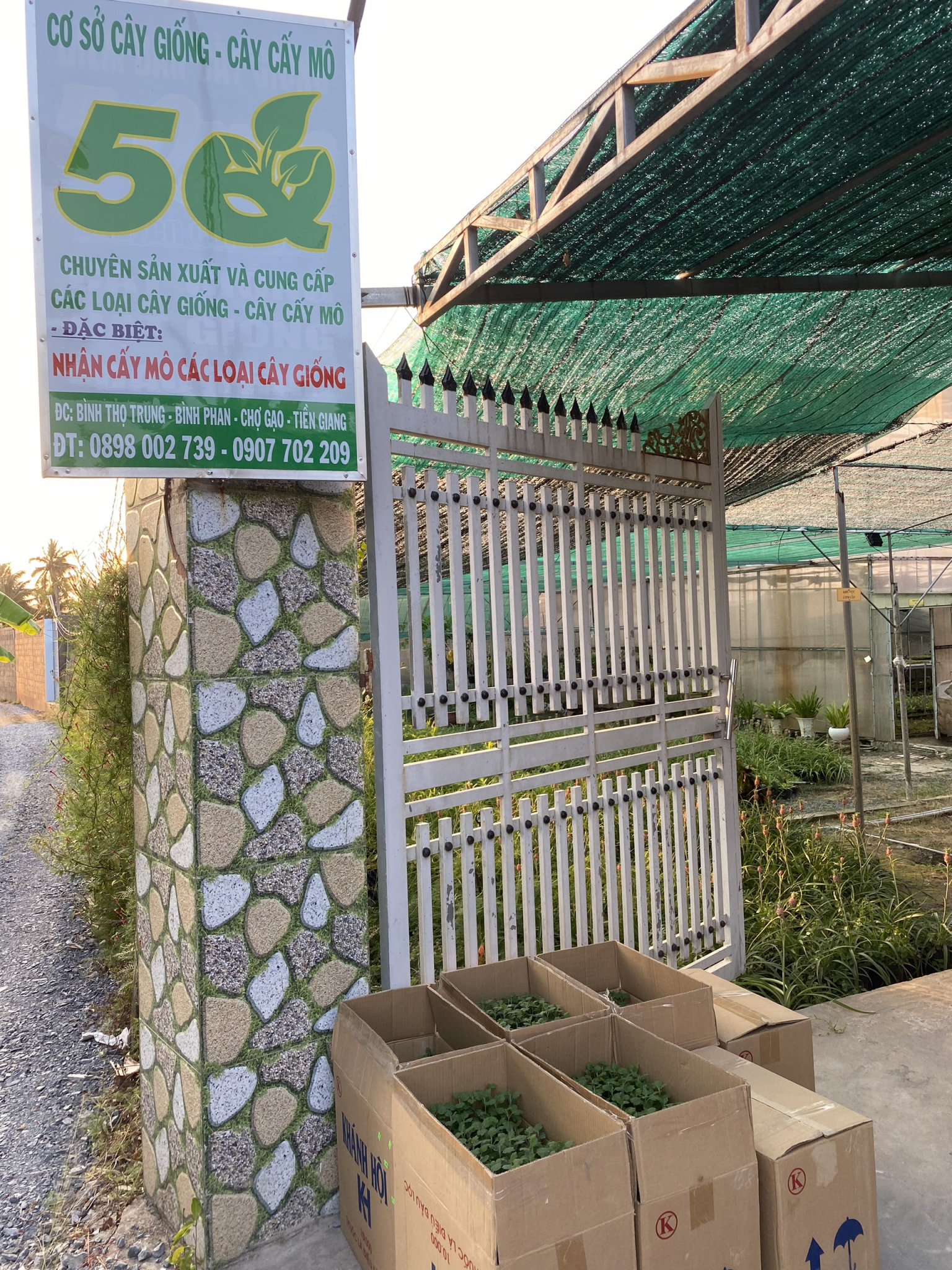 Cây giống cấy mô - Hoa