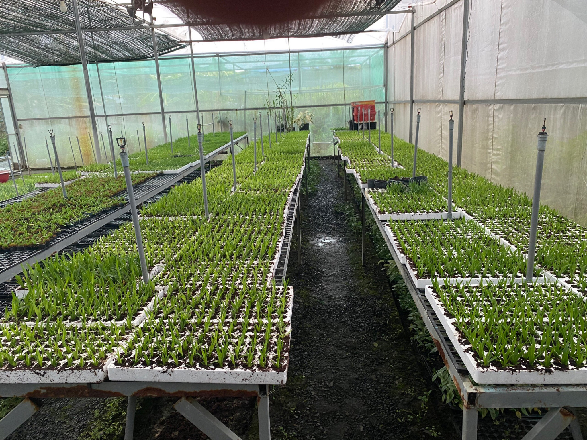 Cây giống cấy mô - Dứa MD2
