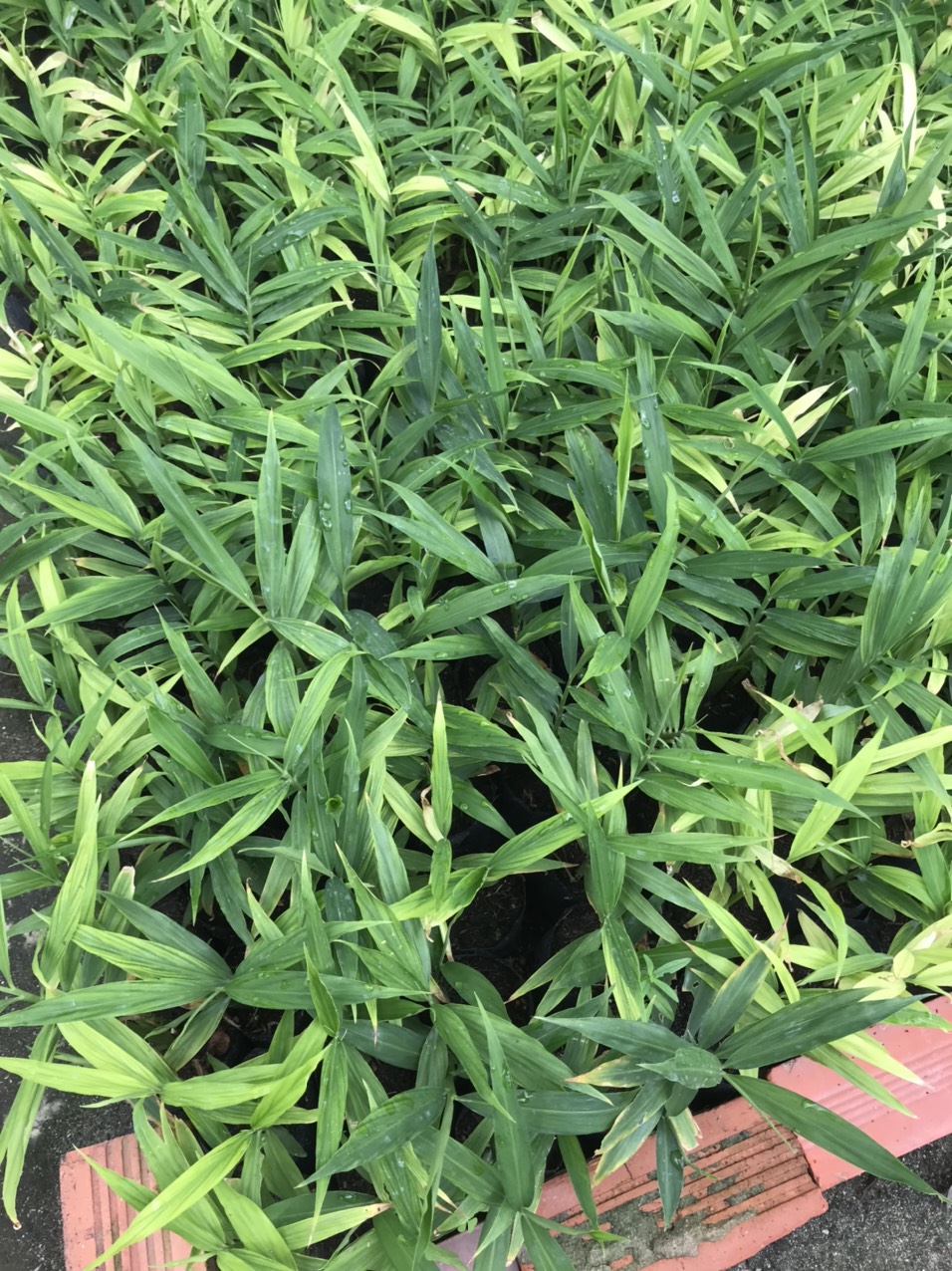 Cây giống cấy mô - Gừng