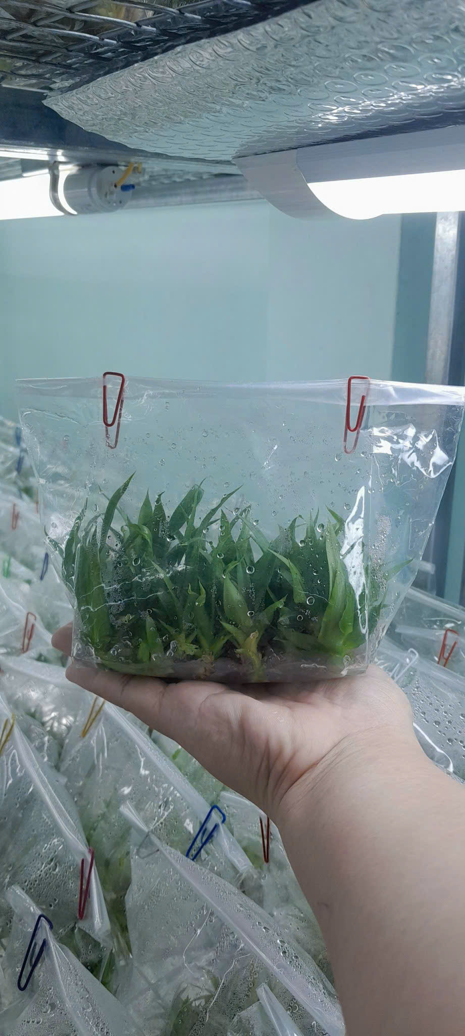 Cây giống cấy mô - Dứa MD2
