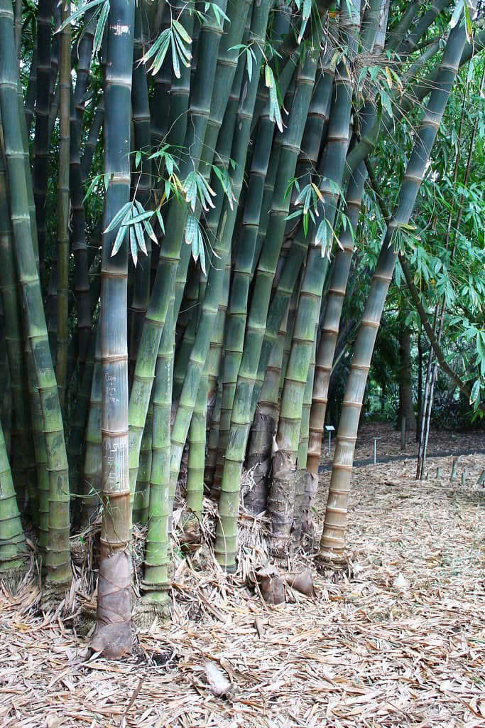 Cây giống cấy mô - Cây Tre