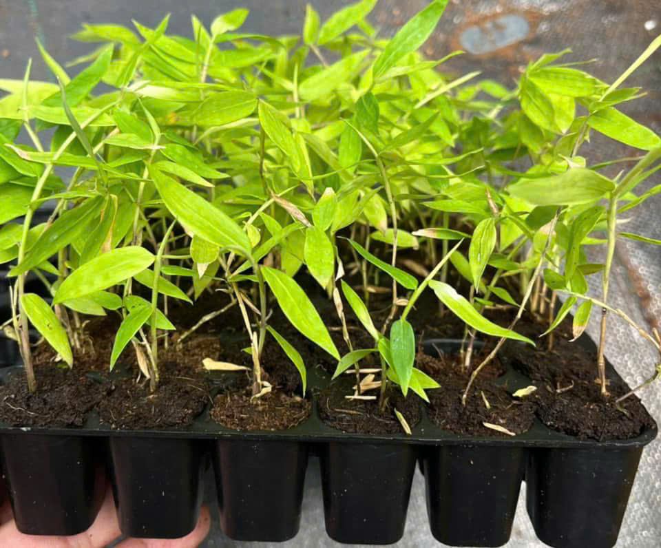 Cây giống cấy mô - Cây Tre
