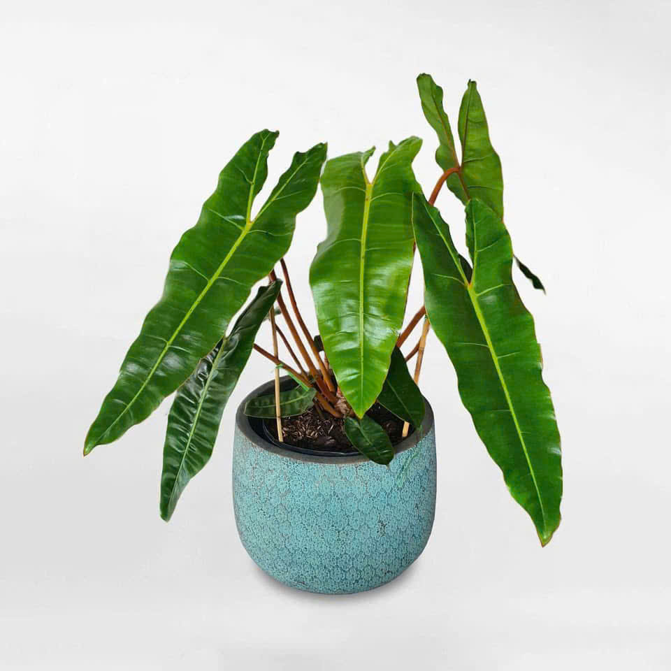 Cây giống cấy mô - Kiểng lá