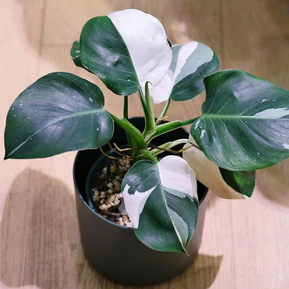Cây giống cấy mô - Kiểng lá
