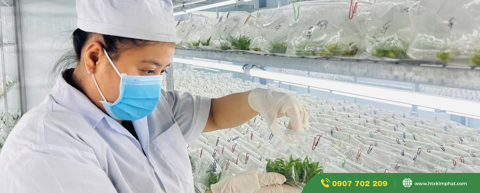 HTX_Nong_Nghiep_Cong_Nghe_Cao_Kim_Phat_Cay_Cay_Mo_In_Vitro_Dua_MD2_Doc_Sach_Cung_Xich_Lo