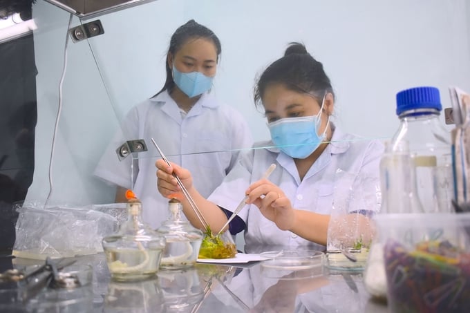 Nữ kỹ sư miệt mài nghiên cứu hơn 30 giống cây nuôi cấy mô