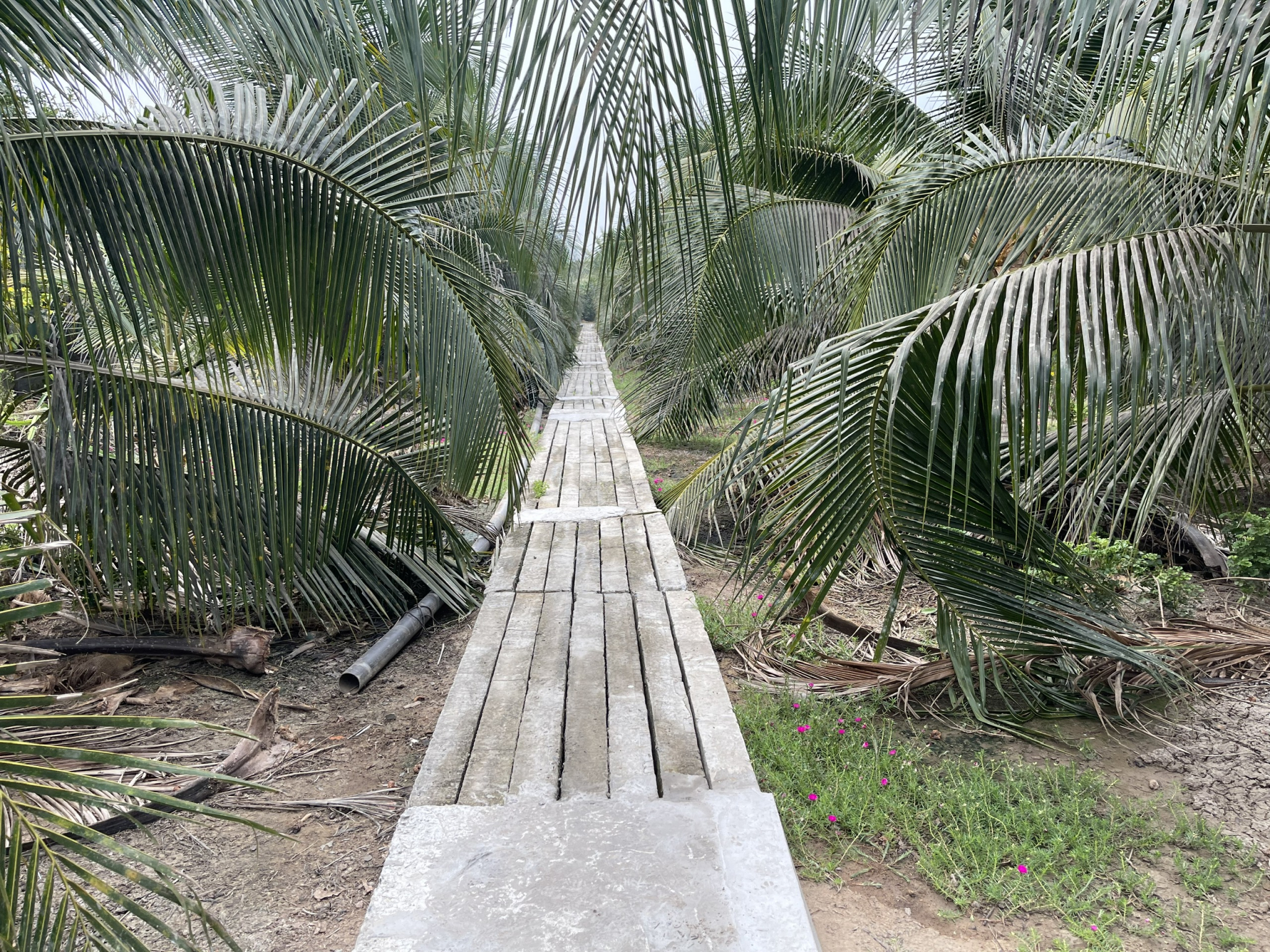 Liên kết vùng nguyên liệu - DỪA