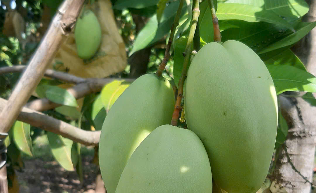 Hình ảnh vùng nguyên liệu xoài